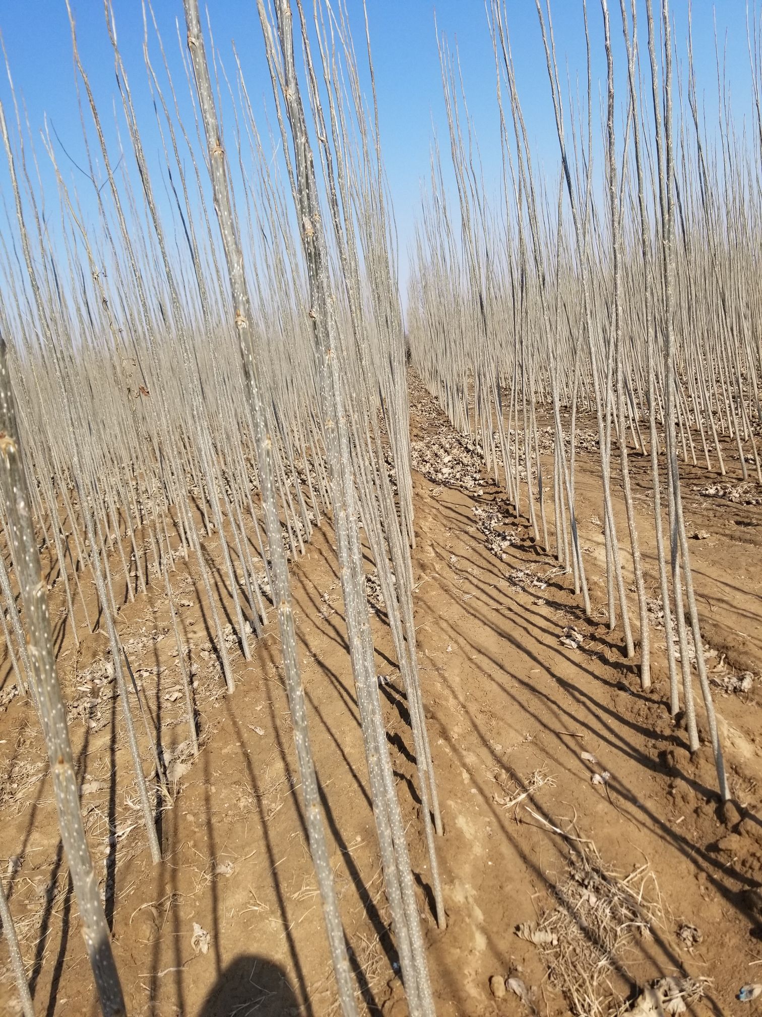 楊樹苗批發(fā)價(jià)格探索之旅，自然美景的探尋與發(fā)現(xiàn)