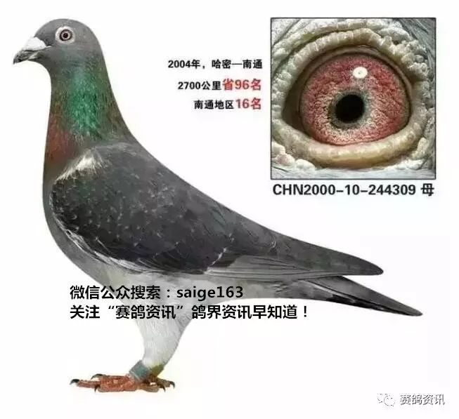 揭秘獨(dú)家自制賽鴿比賽提速藥秘訣，輕松贏在起跑線！