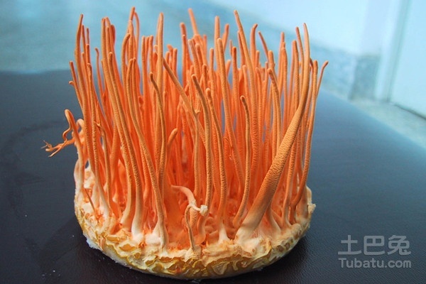 蛹蟲草價格及購買指南