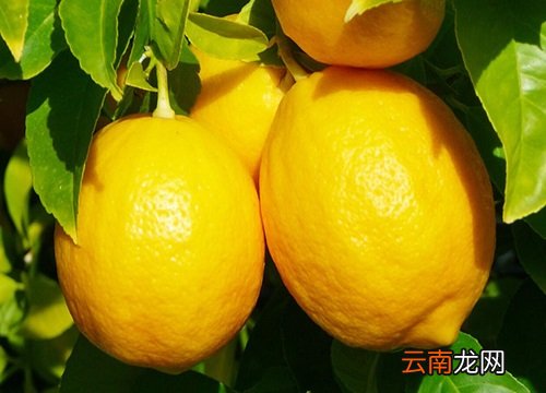 檸檬上市時間,檸檬上市時間，全面指南