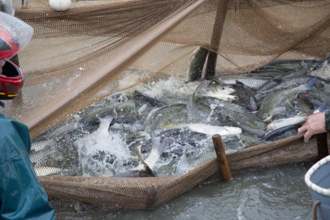 草魚最新價格行情及其背后的故事