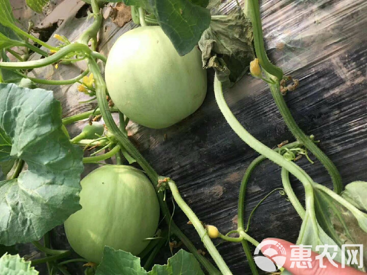 閆良甜瓜行情揭秘，夏日甜瓜情緣與夏日記憶