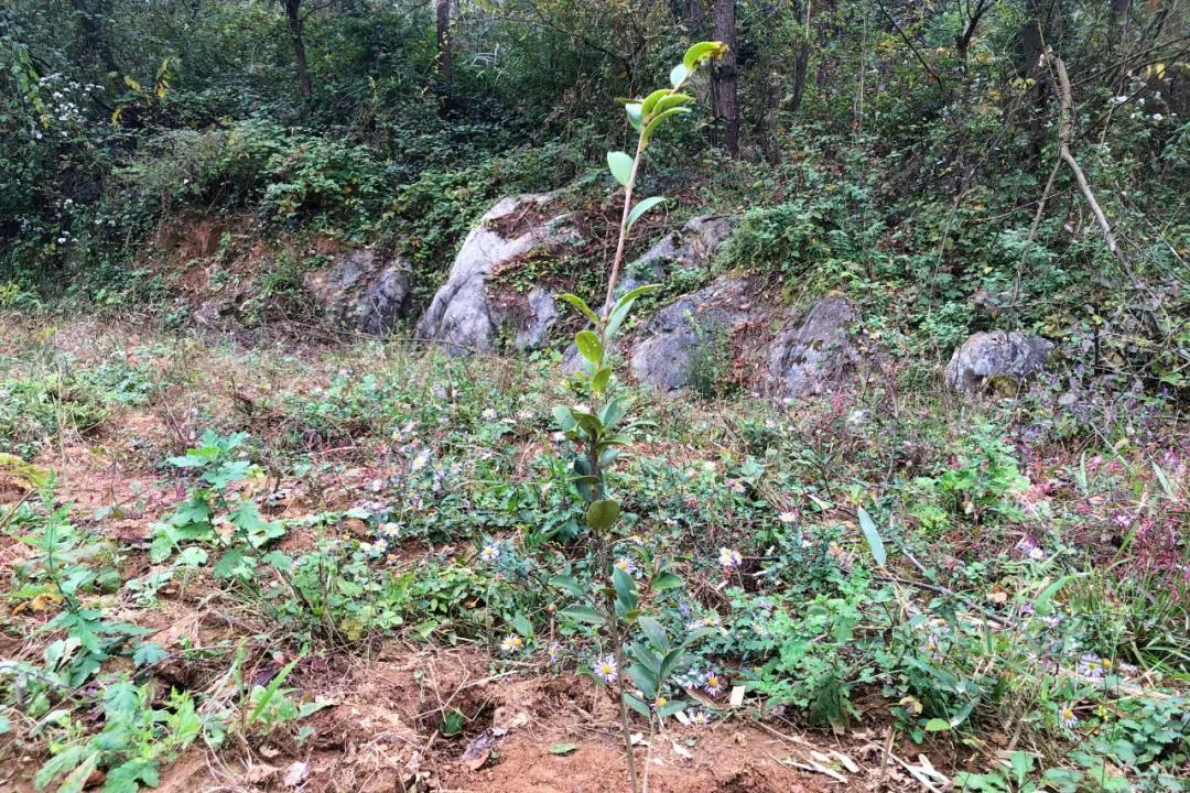 最新中央玉米扶持政策,最新中央玉米扶持政策下的田園趣事