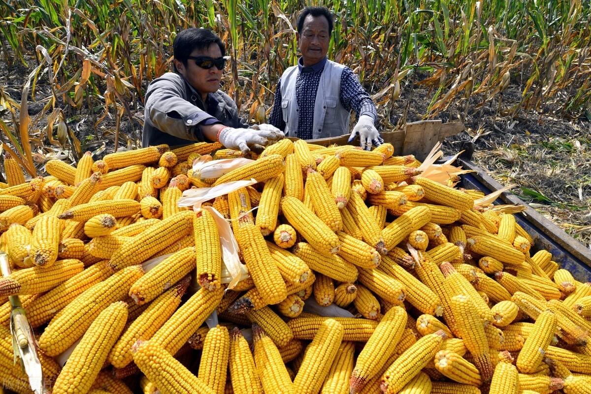 山東今日玉米市場價(jià)格,山東今日玉米市場價(jià)格分析與展望