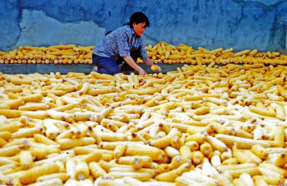 山東今日玉米市場價(jià)格,山東今日玉米市場價(jià)格分析與展望