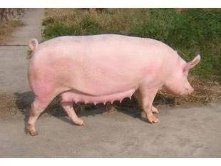 最新豬品種，選擇與了解的綜合指南