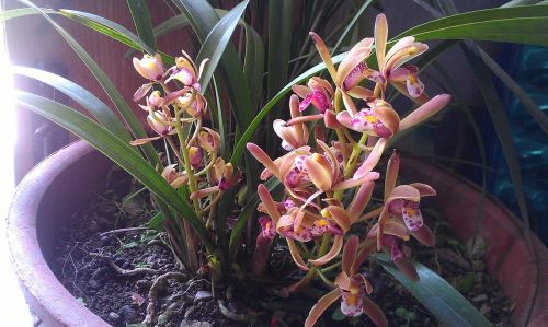 蘭花市場(chǎng)行情分析，市場(chǎng)趨勢(shì)與動(dòng)態(tài)概覽