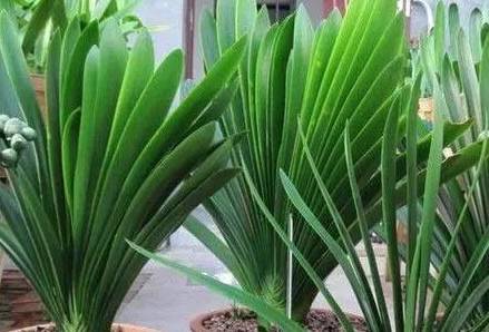 葉綠更新，植物生命力與科技融合的新篇章