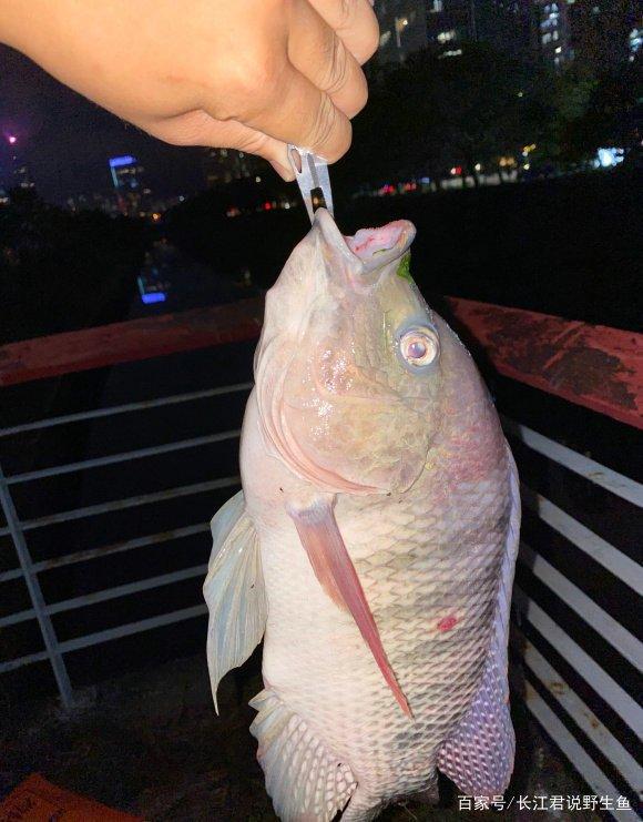 不斷學(xué)習(xí)中捕撈成功的魚，最新捕魚技巧分享