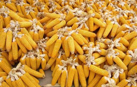 長(zhǎng)治玉米市場(chǎng)價(jià)格動(dòng)態(tài)，與自然美景的對(duì)話之旅