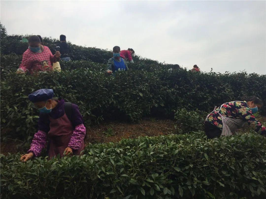 貞豐小屯鎮(zhèn)動態(tài)資訊，探索自然美景，尋覓內(nèi)心平和之旅