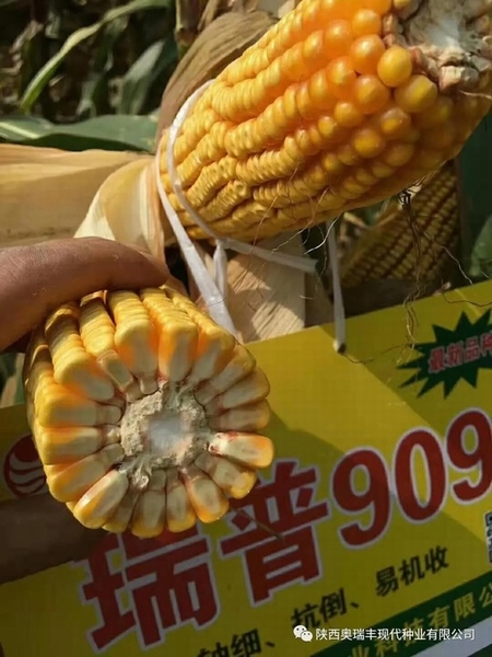 最新國(guó)審瑞普909品種，農(nóng)業(yè)發(fā)展的雙刃劍揭秘