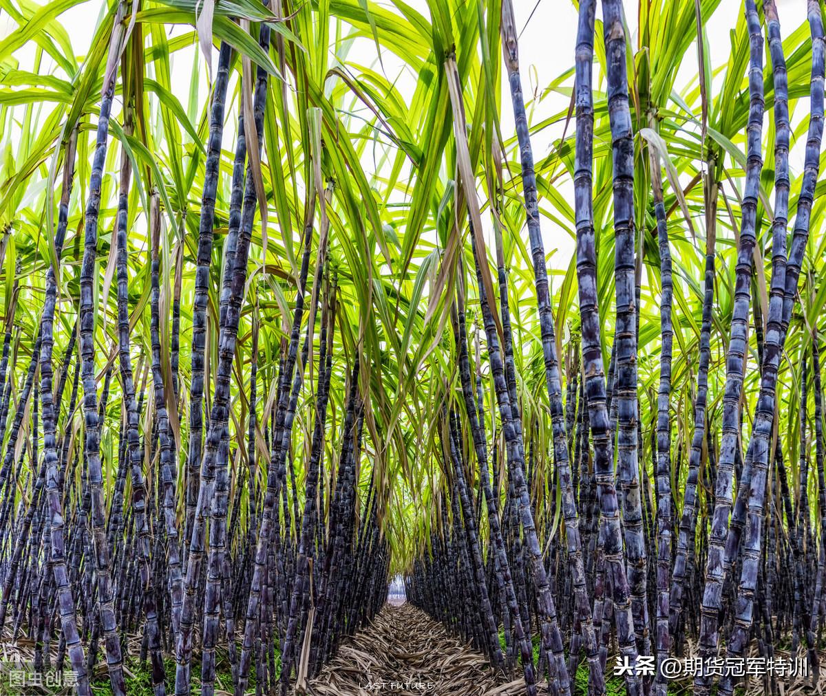 白糖期貨價(jià)格，時(shí)代印記與市場(chǎng)的風(fēng)云變幻