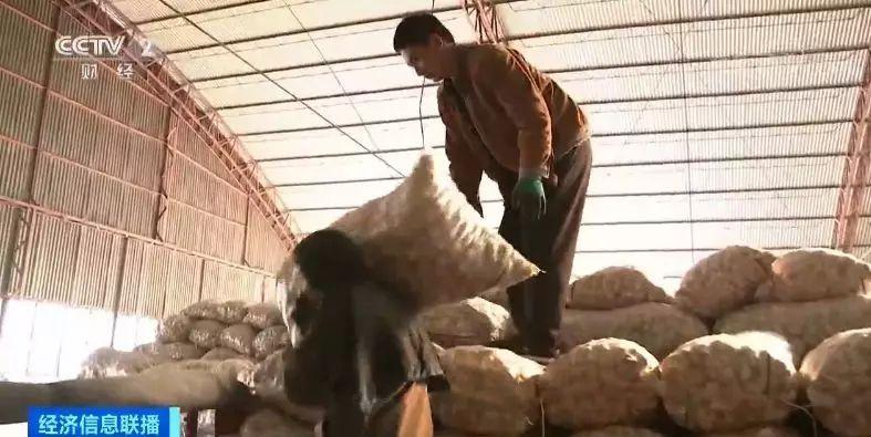 今日金鄉(xiāng)大蒜價(jià)格行情，科技引領(lǐng)市場(chǎng)新紀(jì)元