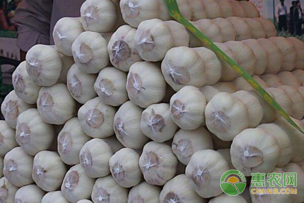 重慶大蒜價(jià)格最新動(dòng)態(tài)，變化中的學(xué)習(xí)助力自信與夢(mèng)想實(shí)現(xiàn)