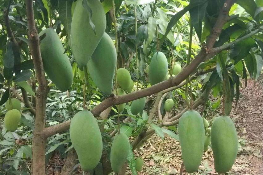 蘋果股票行情詳解，分析與投資決策步驟指南（初學(xué)者與進階用戶適用）