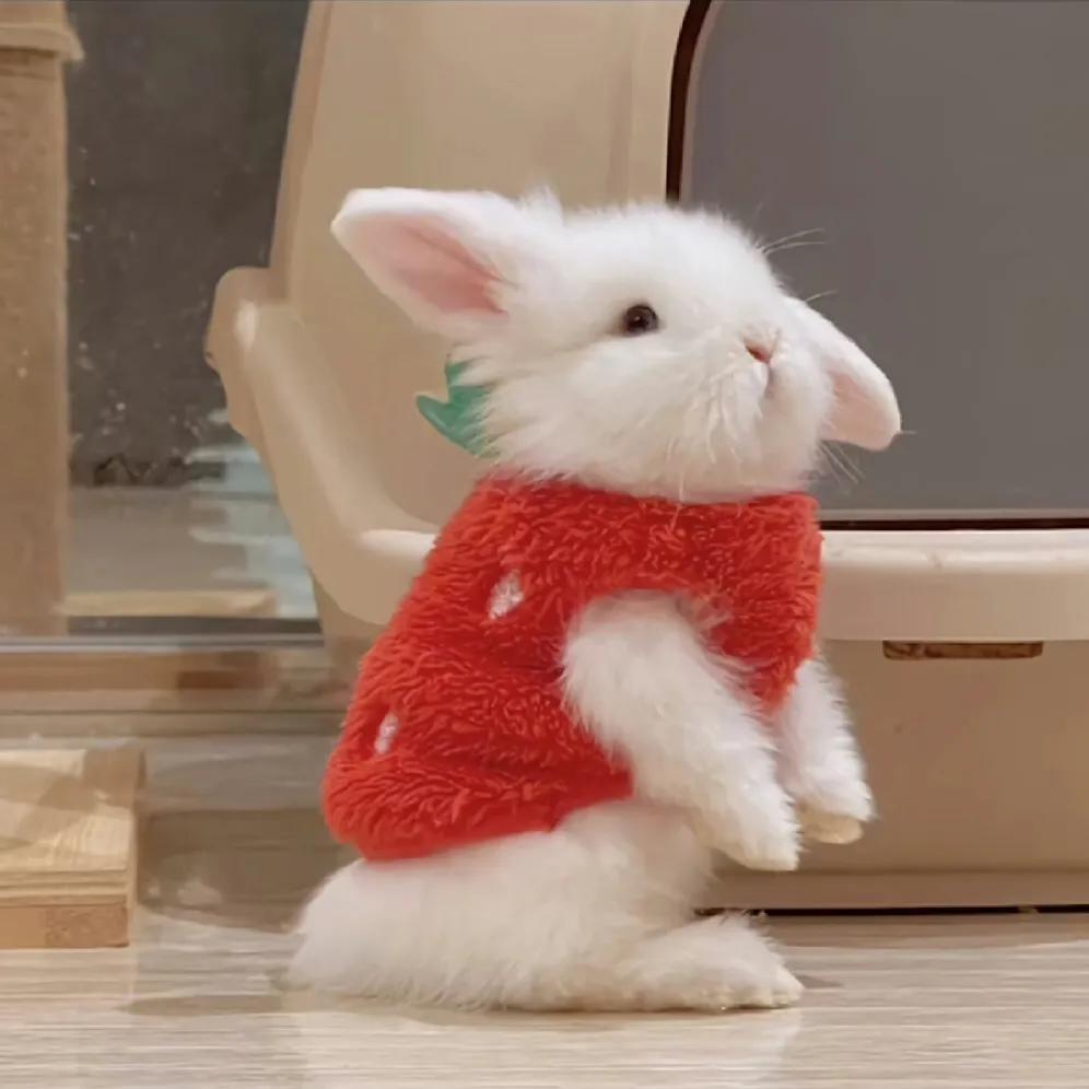 最新可愛(ài)頭像，時(shí)尚潮流中的萌文化表達(dá)新風(fēng)尚