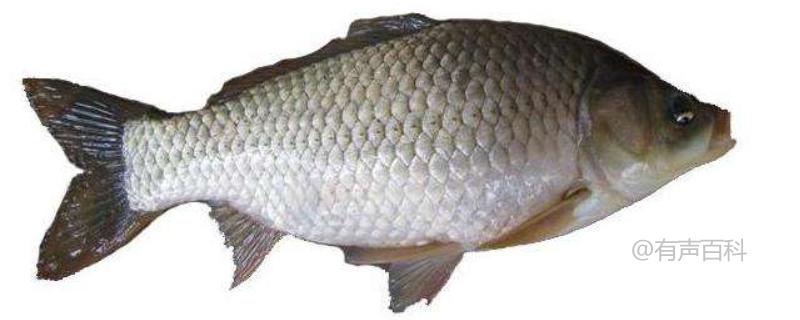 最新鯽魚品種詳解，探索新品種的魅力