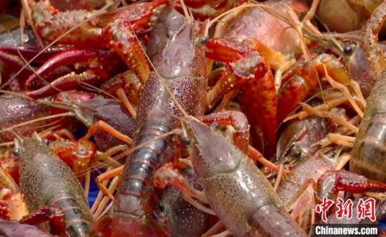 小龍蝦上市公司，產(chǎn)業(yè)繁榮下的多維視角深度剖析