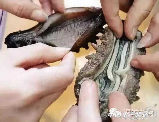 珍貴友情與海參故事，80-100頭海參價(jià)格表與珍貴體驗(yàn)