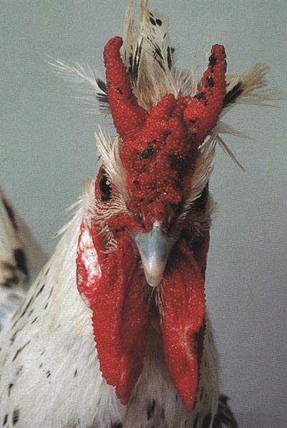 最新母雞品種,最新母雞品種與溫馨農(nóng)場生活