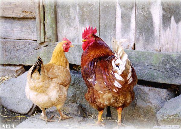 最新母雞品種,最新母雞品種與溫馨農(nóng)場生活