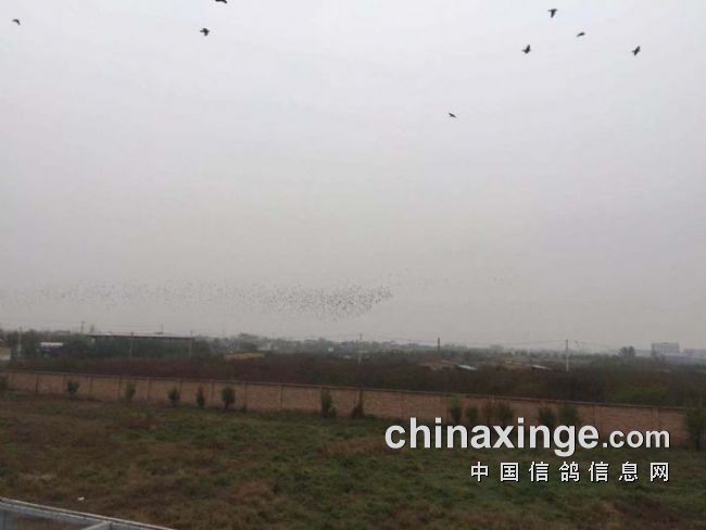 賽威公棚科技革新突破，未來(lái)高科技產(chǎn)品重塑體驗(yàn)新紀(jì)元