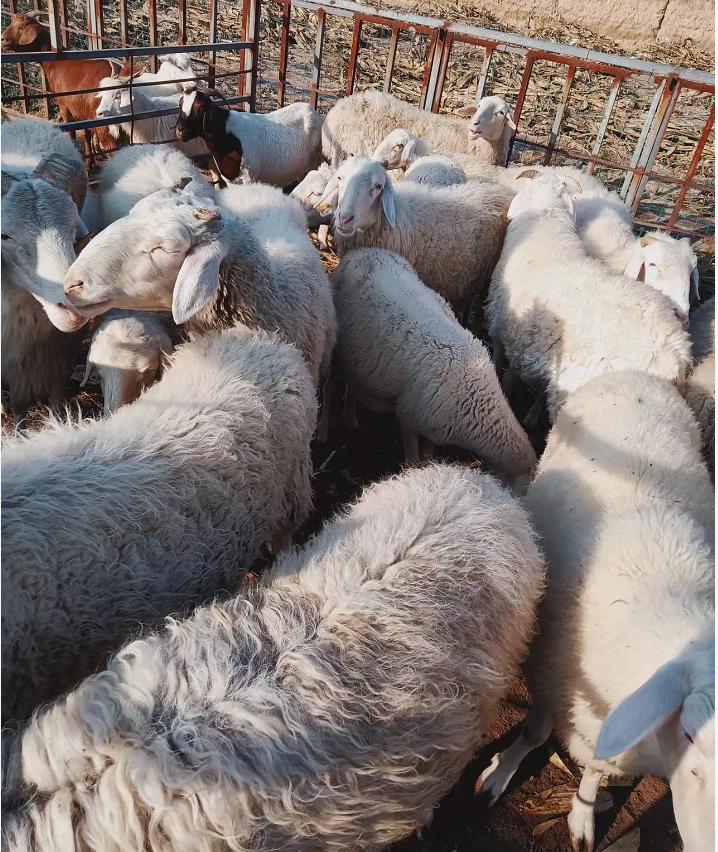 科技重塑農(nóng)業(yè)格局，玉米最新價格與智能引領(lǐng)未來趨勢分析