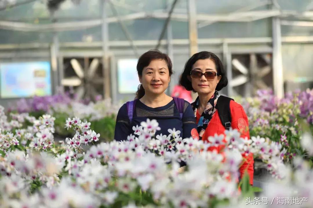 三亞華悅海棠最新動(dòng)態(tài)更新