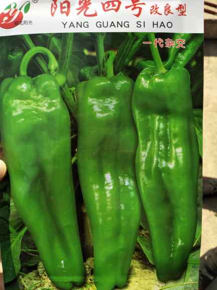 青椒價(jià)格最新行情，機(jī)遇與挑戰(zhàn)中的自我超越勵(lì)志之旅