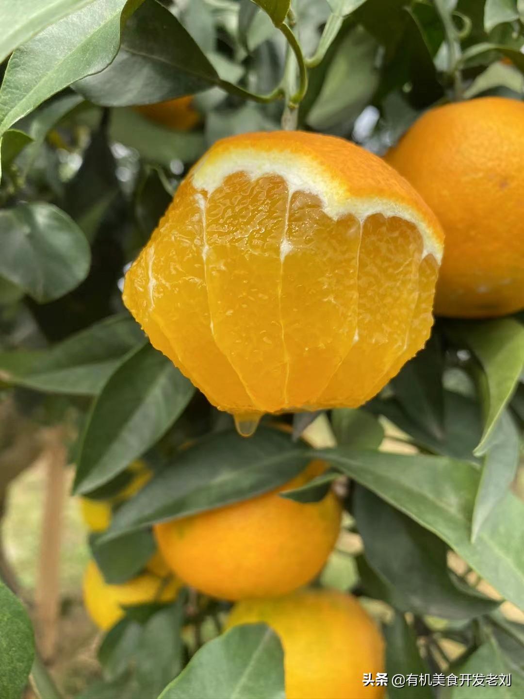 最新地塊詳解與步驟指南，從入門到精通的全方位探討