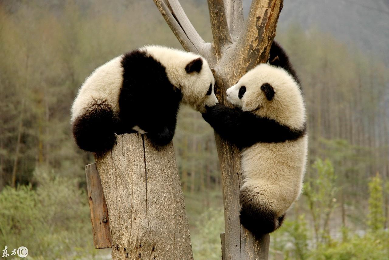 熊貓日記，學習、變化、自信與成長的最新記錄