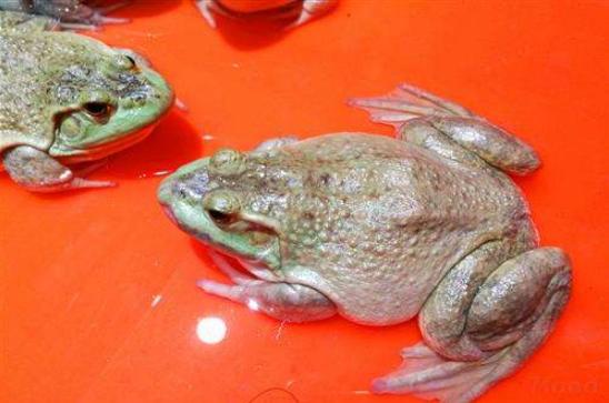 牛蛙最新收購價格，自然美景探索之旅啟程