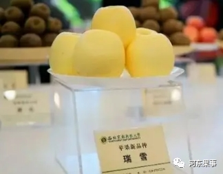 瑞陽(yáng)瑞雪蘋(píng)果最新動(dòng)態(tài)更新，最新消息揭秘