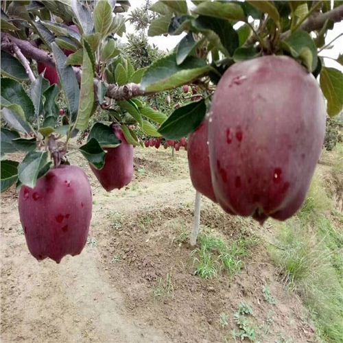 紅寶石甜蘋果最新動態(tài)，科技前沿的甜蜜之旅揭秘