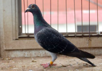 最新羅漢說鴿119期視頻，揭秘小巷中的隱藏美食天堂