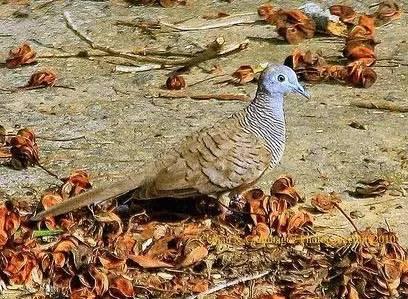 臺(tái)風(fēng)苗柏最新動(dòng)態(tài)，風(fēng)暴中的力量與影響視頻報(bào)道