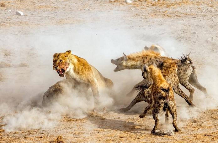 叢林大作戰(zhàn)2最新版，友情冒險(xiǎn)之旅開啟！