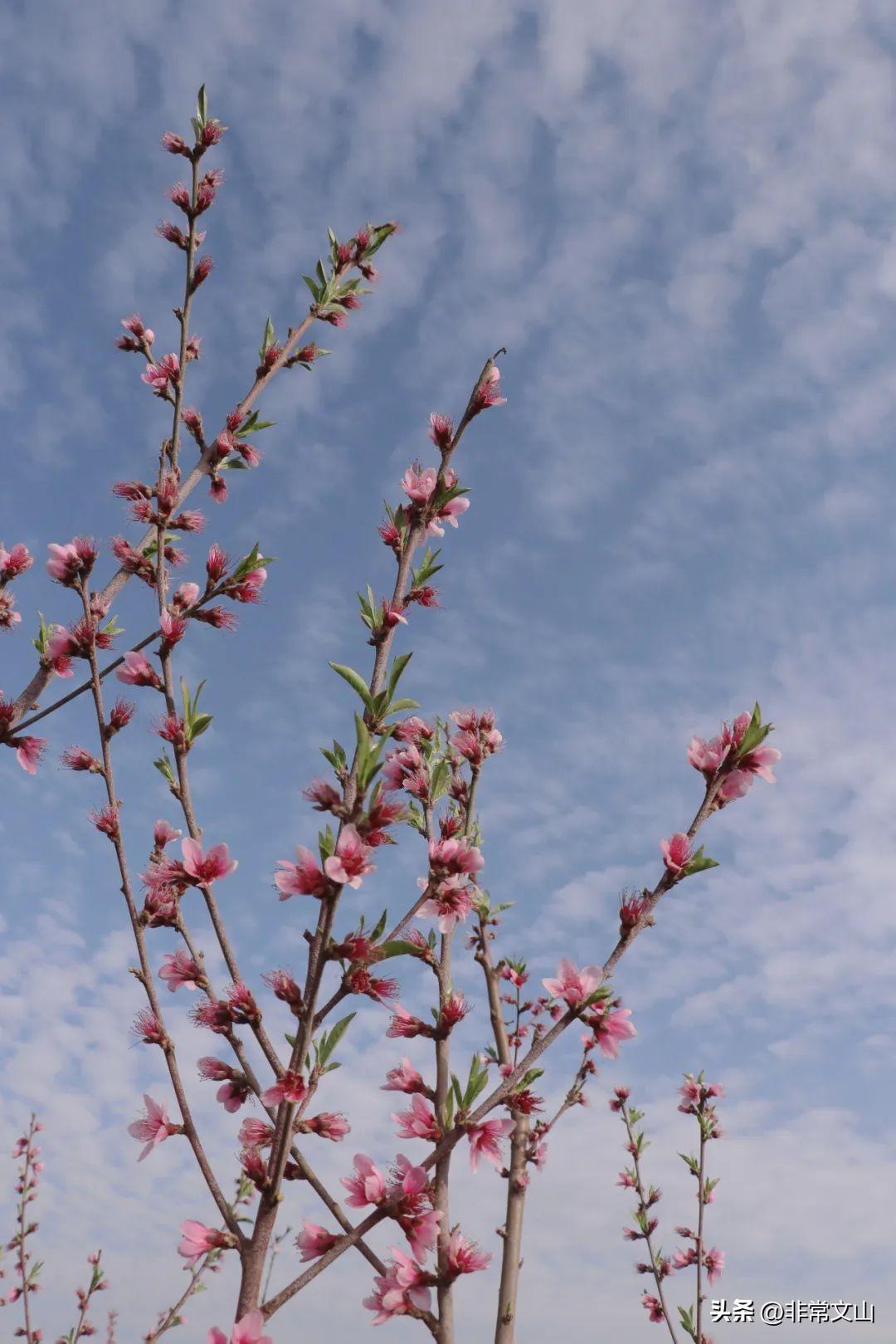 文山馬塘花莊最新開發(fā)，學(xué)習(xí)之旅的蛻變與自信成就之源